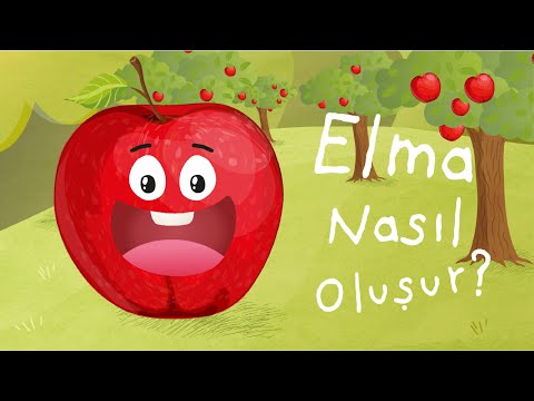 Elma Nasıl Oluşur? - Oluşum Hikâyeleri - Okul Öncesi Eğitim