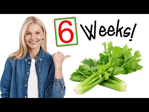 download lagu mp3 mp4 Fresh Celery Online, download lagu Fresh Celery Online gratis, unduh video klip Fresh Celery Online