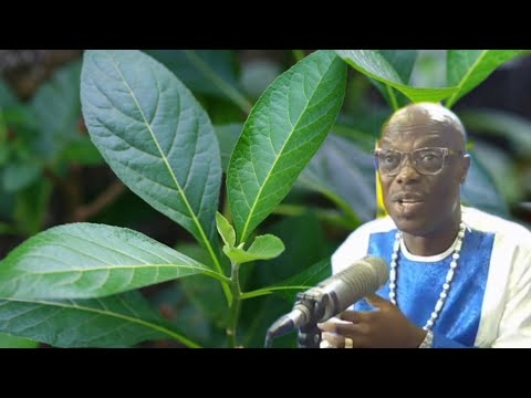 Why  people are ch@sing th!§ "plant in Afr!c_ ?? " - Oheneba Ntim Barimah