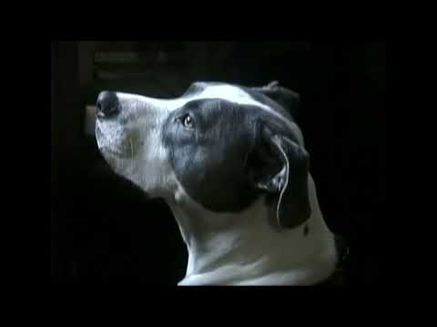 Leo Rauf - Canticle (Official Video)