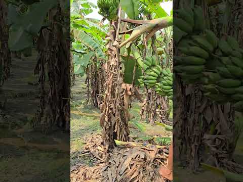How bananas are cut, food (episode 3176) 😱 #food #shorts #satisfying #trending #banana #viral