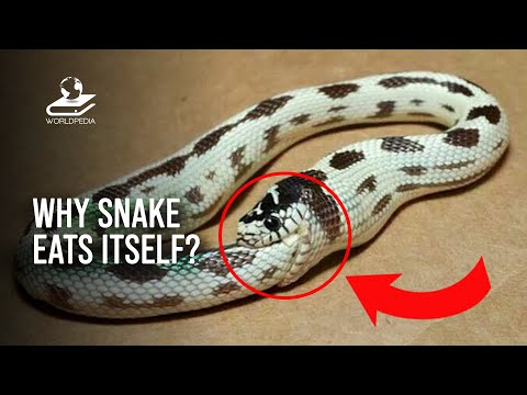 YouTube video about: Will a dog eat itself to death?