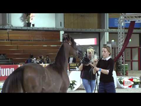 N.7 KANZA CELESTE - Wels 2016 - Yearling Fillies (Class 1A)