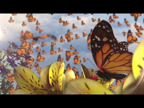 Butterflies - Ziggy Marley Animated Video | ZIGGY MARLEY (2016)