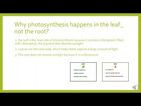 Video presentation: Photosynthesis