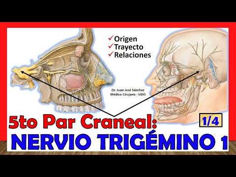 🥇 5th Cranial Pair - TRIGGEMINAL NERVE 1/4 (Origin, Path and Relationships). Easy Explanation!