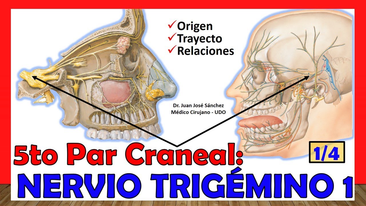 🥇 5th Cranial Pair - TRIGGEMINAL NERVE 1/4 (Origin, Path and Relationships). Easy Explanation!