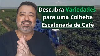 Como escolher variedades de café arábica para colheita escalonada