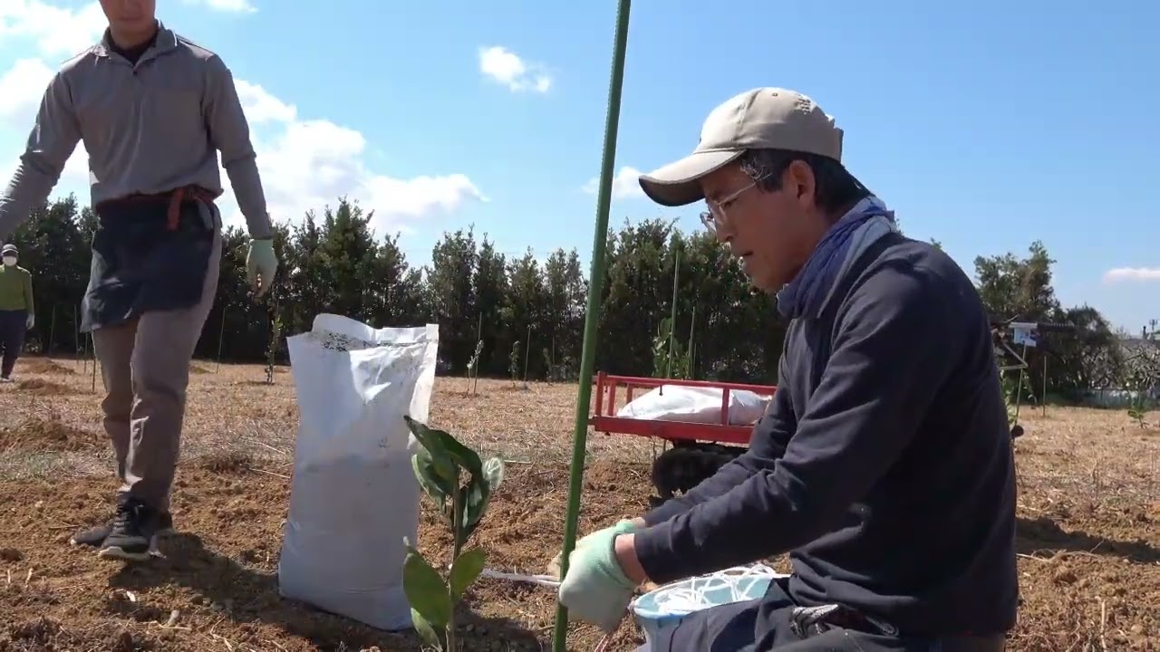 「春しずか」植付けしました！！