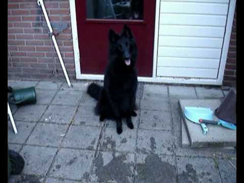 Leuke spelletjes met Teska en Baila