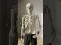 💀 Even a skeleton knows the secret… MOVE! 🦴🔥