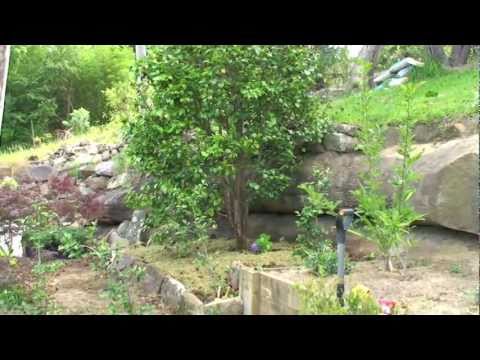 How to renovate a Camellia