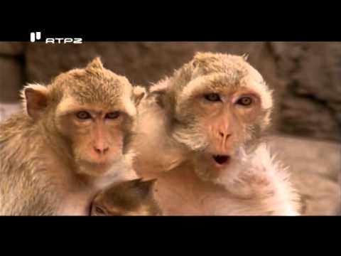 Romeu e Julieta uma Fabula de Macacos -  Romeo and Juliet, Monkeys Tale