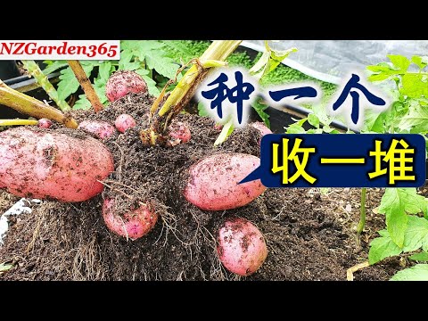 種土豆