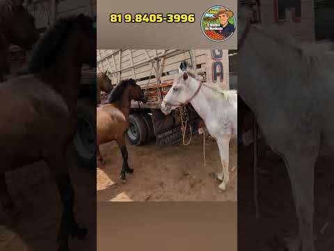 Feira de Cavalo de Abreu e Lima-PE Sábado: 28/02/26 #omelhordonordestepe #cavalo #feira