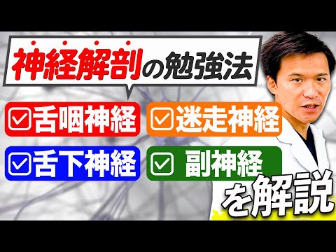 医学科 【神経解剖の講義】咽頭反射から球麻痺、副神経の働きの知識をまとめました！