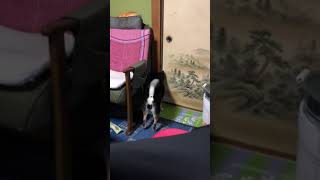 誰か来た！ #暴れ祝は親分気分#誰か来た