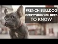 FRENCH BULLDOG 101 - Everything You Need To Know About Owning A French Bull Dog Puppy