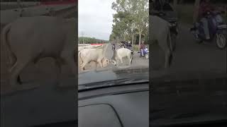 Download lagu Sapi Berantem mp3 Download lagu Sapi Berantem mp3