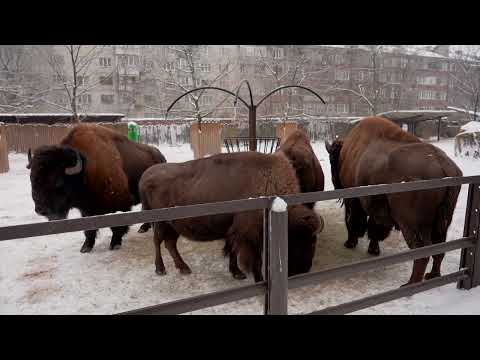 Kyiv Zoo uses wood stoves to warm animals amid power outages | REUTERS