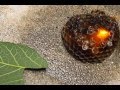 Wasp burning 