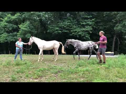 , title : 'Natural live cover horse breeding (ghost and pearl)'