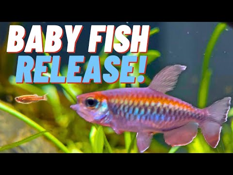 Adding NEW BABY FISH to EPIC 400-GALLON Community Aquarium - Glowlight Danios