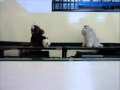 Animação Wmv