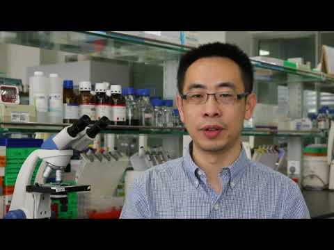 Combination chemotherapy with Zyflamend  – Video abstract [ID 162255]