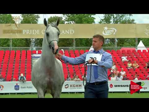 N.70 ZINEDINA - 2017 Pride Of Poland - 4/6 Years Old Mares (Class 7B)