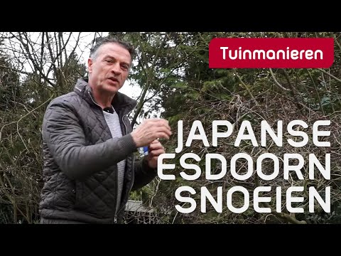 Hoe snoei en verzorg je de Japanse Esdoorn in de lente?