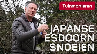 De Japanse Esdoorn snoeien en verzorgen in de lente: Hoe doe je dat? | Tuinmanieren