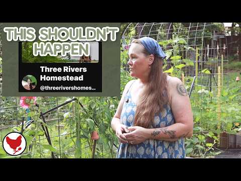 Three Rivers Homestead Gossip