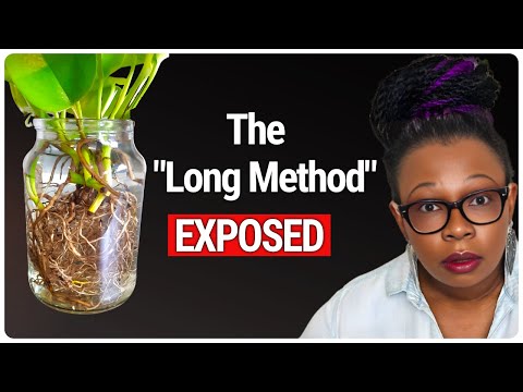 The Long Method: Fail-Proof LECA Plant Transfer