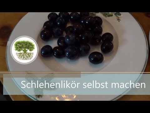 DIY - Schlehenlikör selber machen
