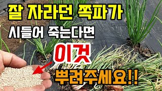 쪽파가 잘 자라다 누렇게 시들어 죽는 이유 이것 간단히 뿌려주면 간단히 해결됩니다 쪽파키우기