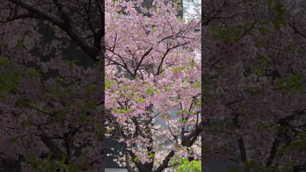 С 8 Марта 🌸🌸🌸Сакура в Токио 2026 #токиосакура #сакуравяпонии