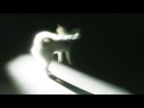 Fat Dog - Cancel Me (I'm Tired) - Lyrics