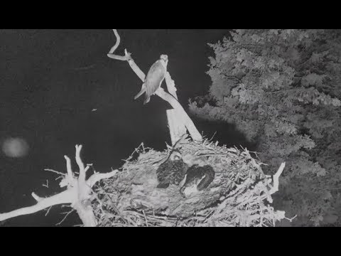 Audubon Hog Island Osprey Cam ~ Owl Attacks Again; 2nd Chick Aspen Taken 7.13.17