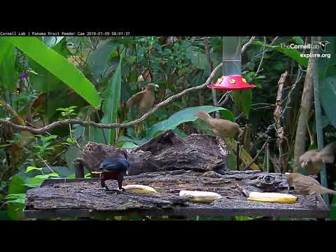Motmot Chases Oropendola Around Panama Platform – Jan. 9, 2019