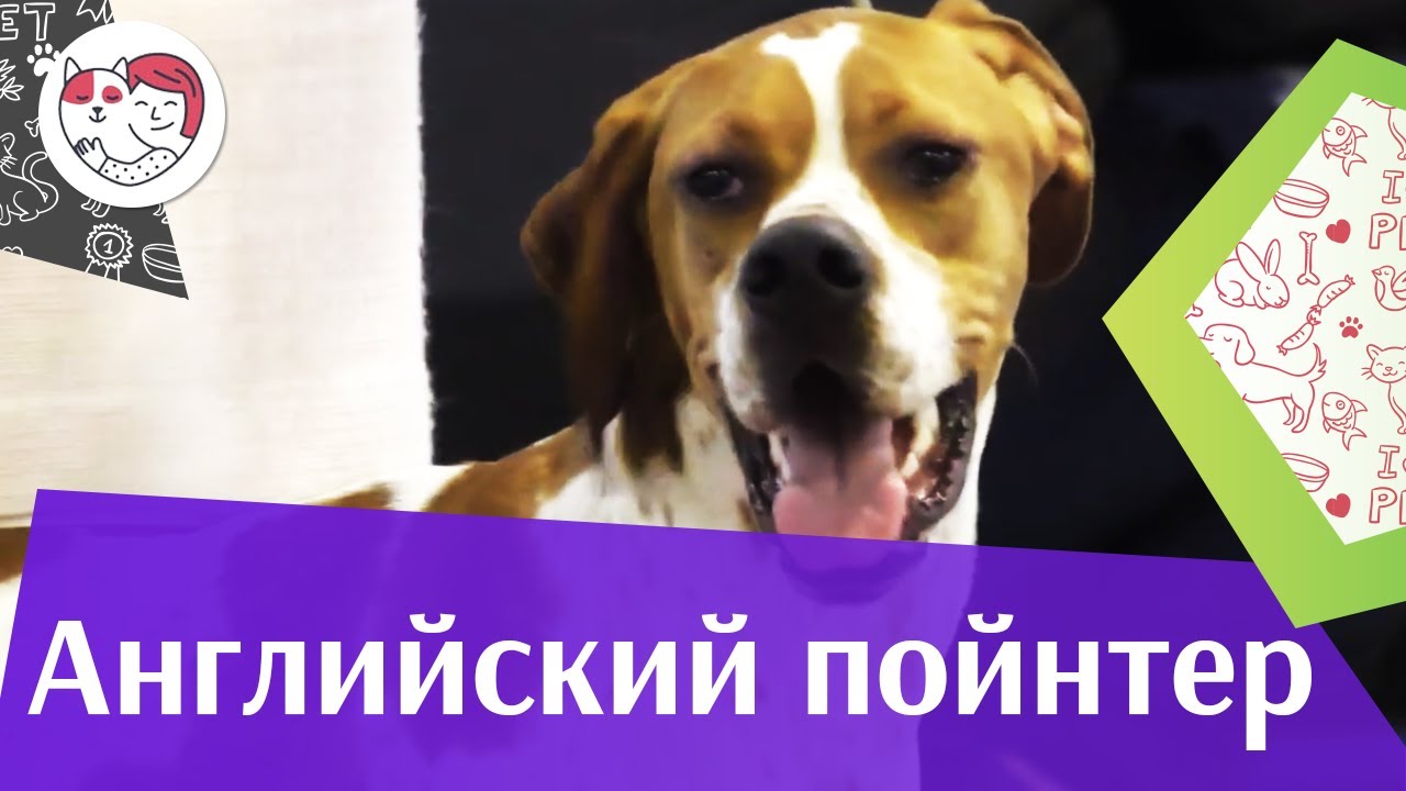 Английский пойнтер на ilikepet. Особенности породы, уход