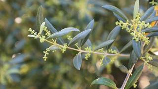 Olive Buds Update 2026