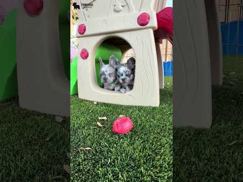 Video 1