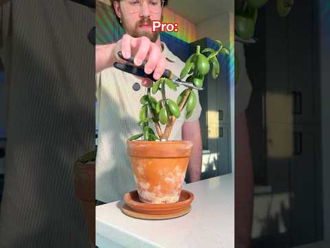 Beginner vs Pro: Houseplant edition