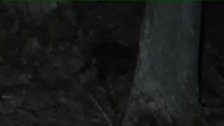 Fisher cat baby making sounds