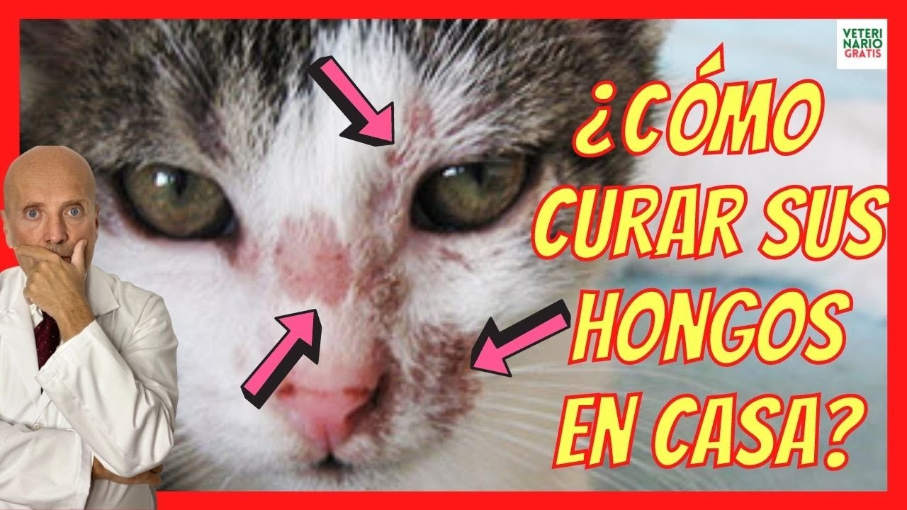 Watch 🚨 ¿CÓMO CURAR LOS HONGOS EN LA PIEL DE LOS GATOS 🚨 CON TIÑA Now 🚨 ¿CÓMO CURAR LOS HONGOS EN LA PIEL DE LOS GATOS 🚨 CON TIÑA
