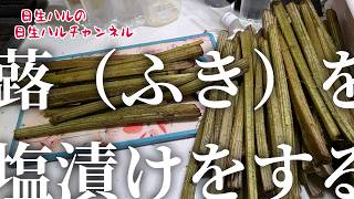 【山菜シリーズ】長期保存の醍醐味！フキの塩漬けに挑戦してみた