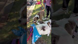 Video preview image #1 Mutt Puppy For Sale in Techny, IL, USA