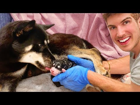 Helping My Pregnant Dog Give Birth To 7 Puppies! - YouTube