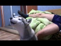 Айлан исполняет :-) 